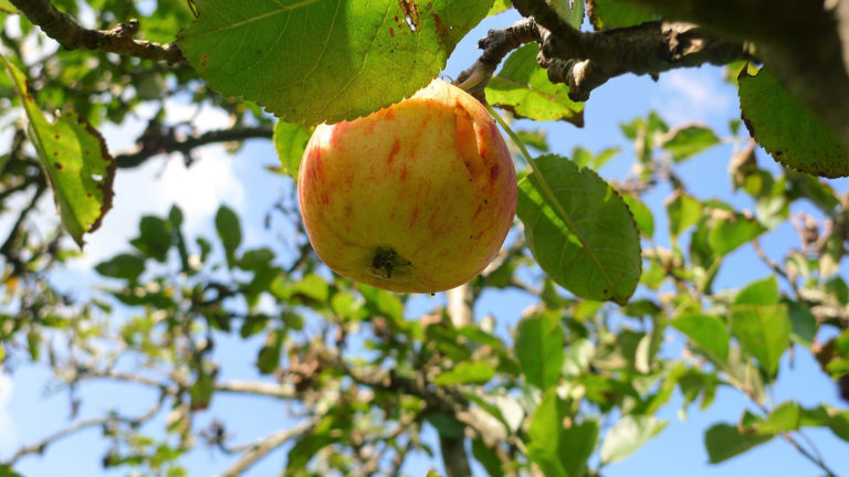 An apple growing on the tree against a blue sky