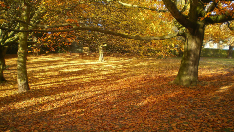 The floor of a park covered in yellow fallen autumn leaves