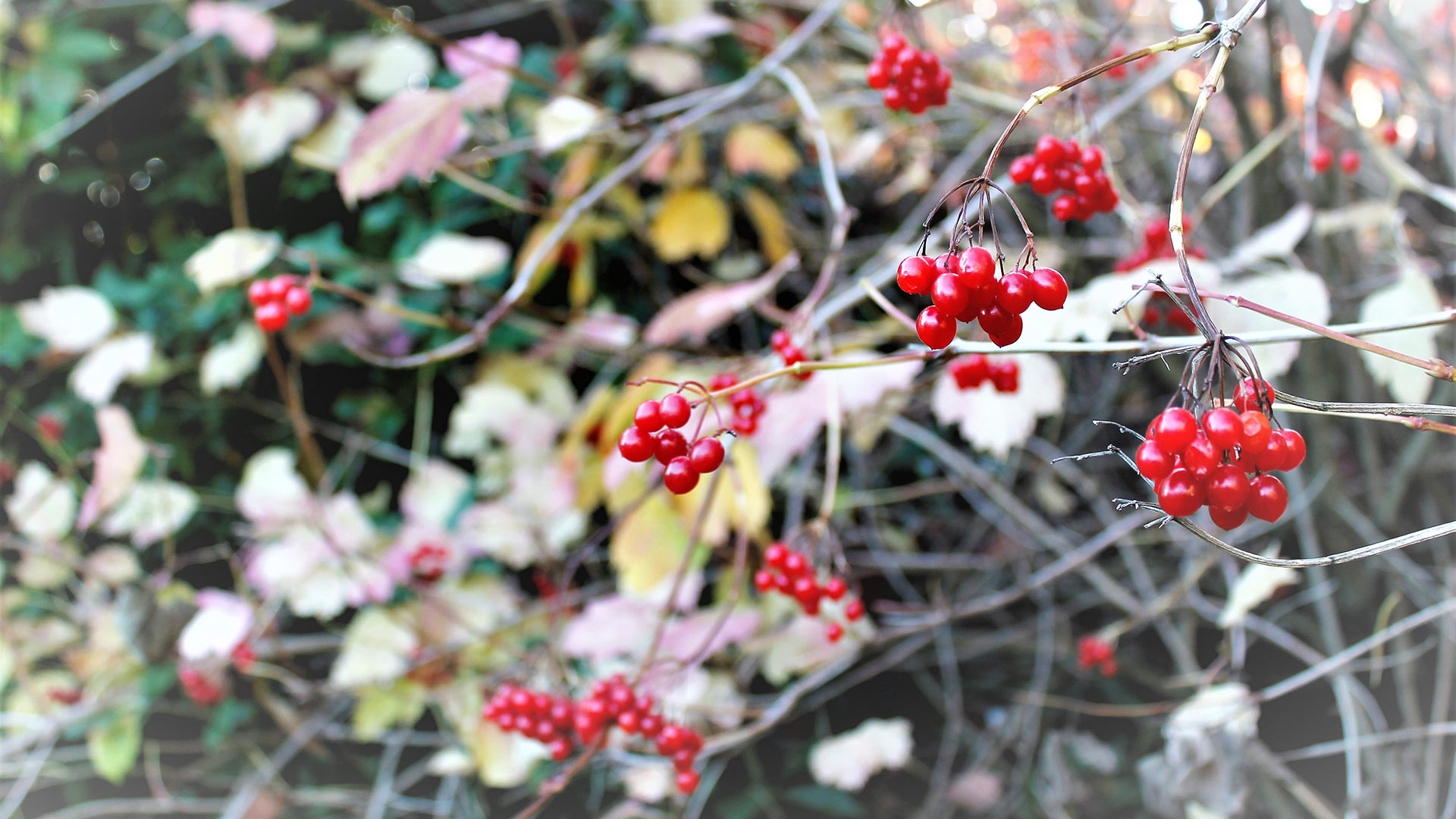 Red winter berries on a tree