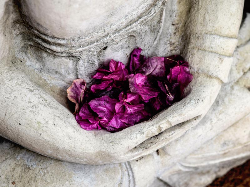 Flower petals resting in the arms of a Buddha statue