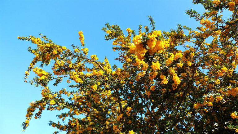 Yellow blossom on a tree against a bright blue sky