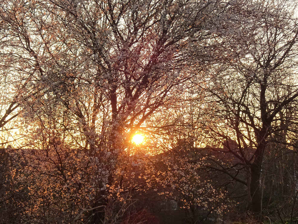 Light from the setting sun passing through the branches and blossom on a tree