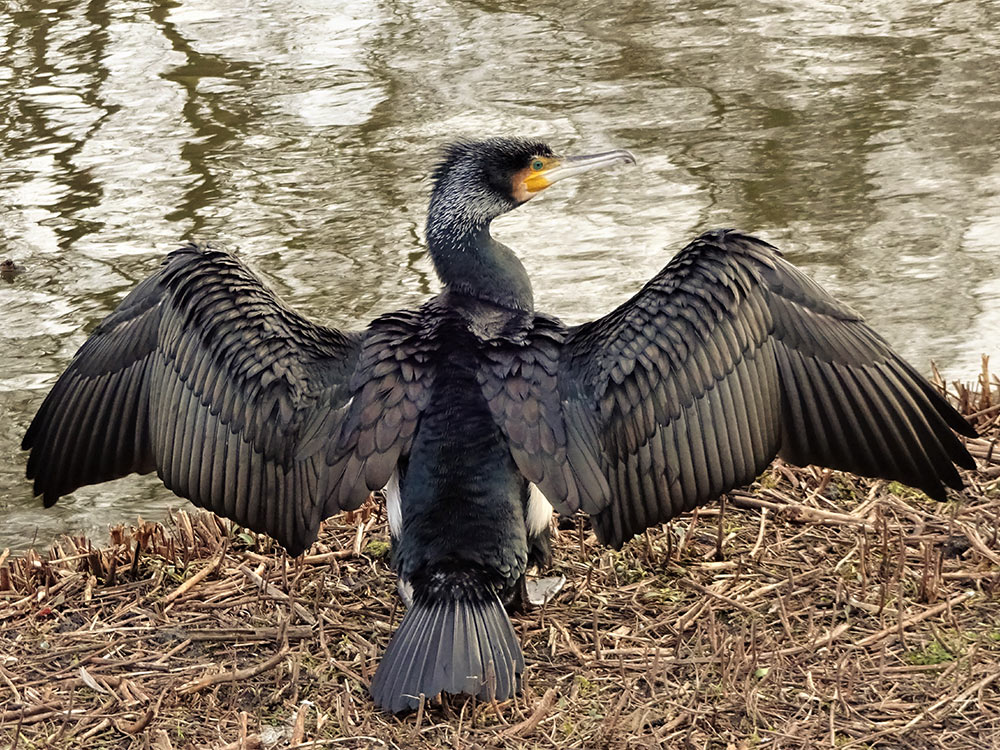 A cormorant spreading and drying its wings in the late afternoon sunshine