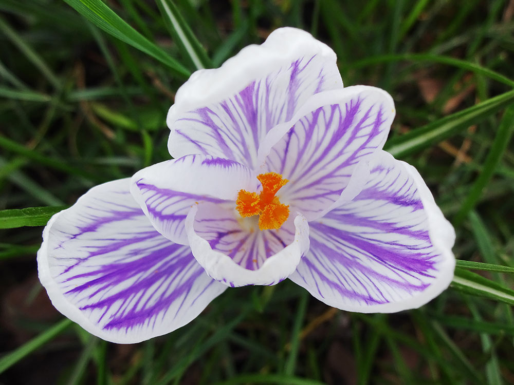 A close-up photograph of a crocus, looking from above down into the white and purple petals and stamen of the flower