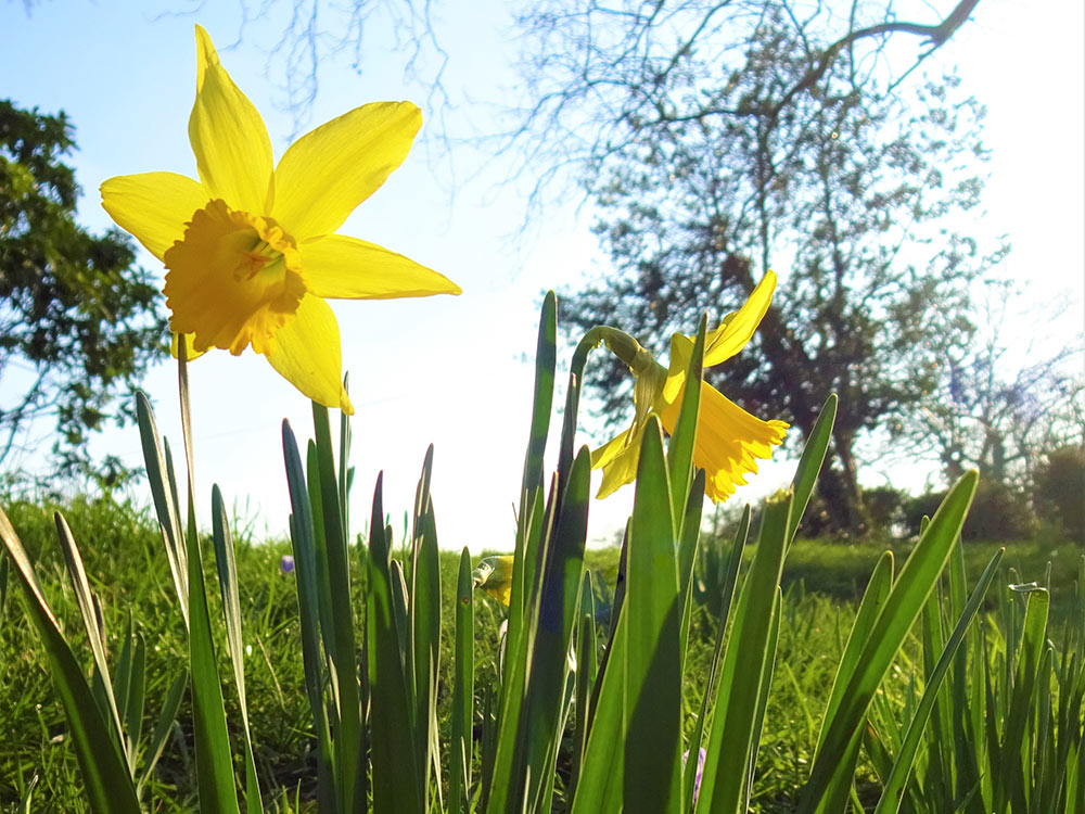 Yellow daffodils growing in a park
