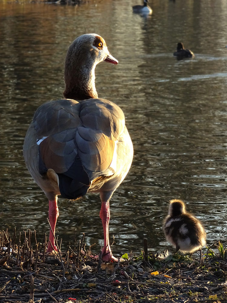 An Egyptian gosling chick and parent, both looking out over a duck pond