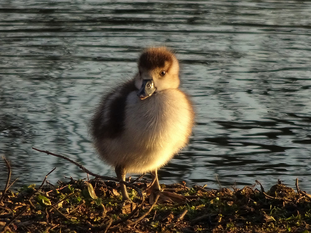 An Egyptian gosling chick