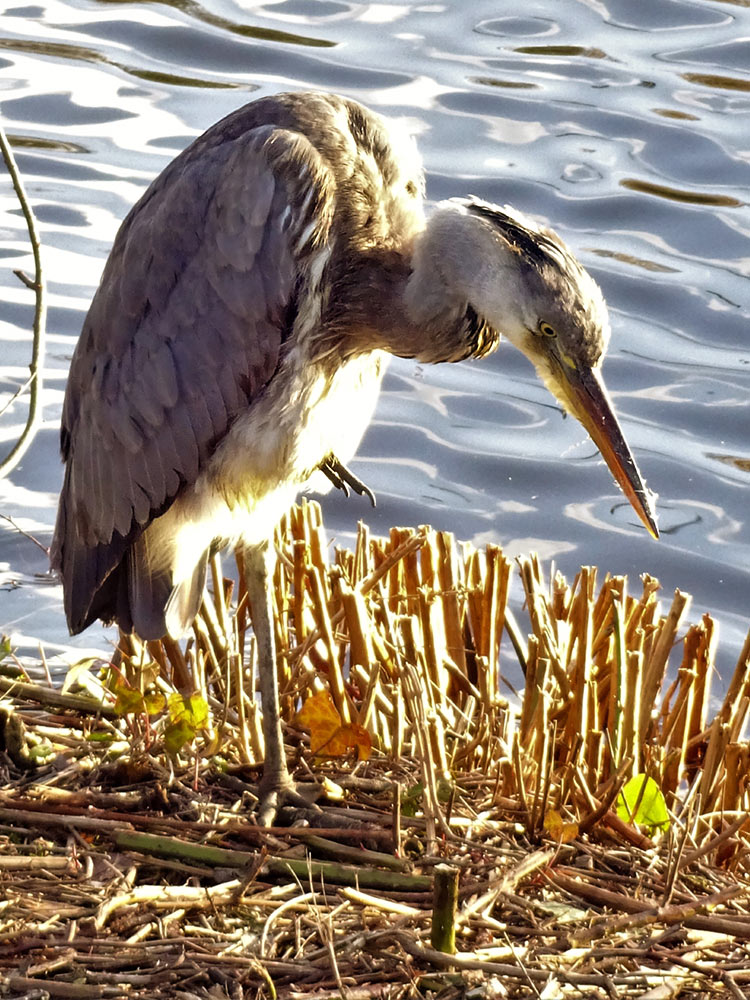 A heron perched on one leg by the side of a lake, inspecting some cut reeds