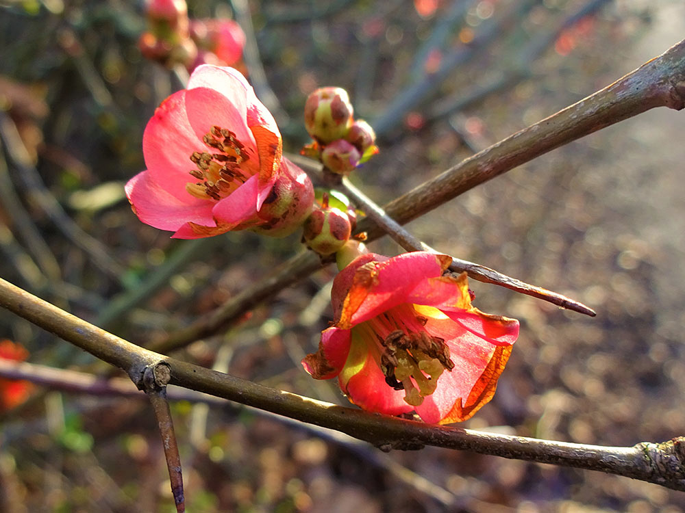 A photograph of Japanese Quince blossom growing on the tree