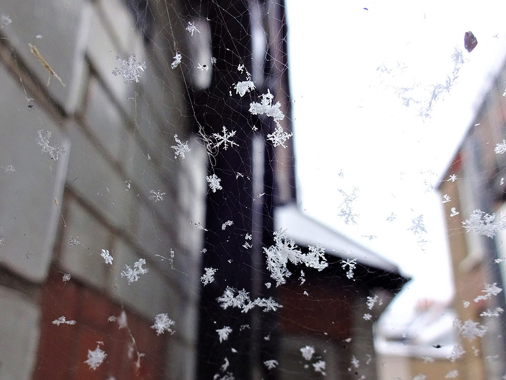 Snowflakes caught in a spider web across a window